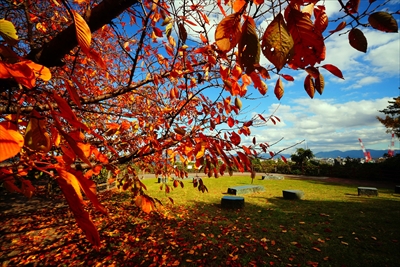 1264_西公園_福岡