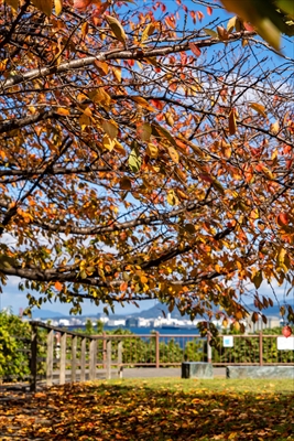 西公園_福岡