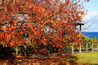 1266_西公園_福岡