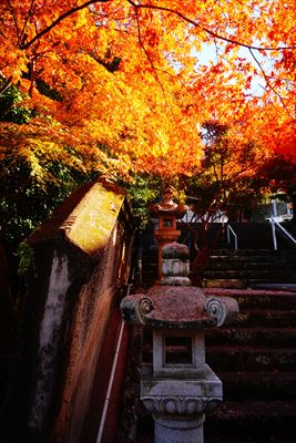 1272_紅葉八幡宮_福岡