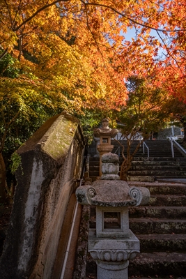 1272_紅葉八幡宮_福岡