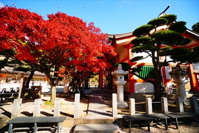1273_紅葉八幡宮_福岡
