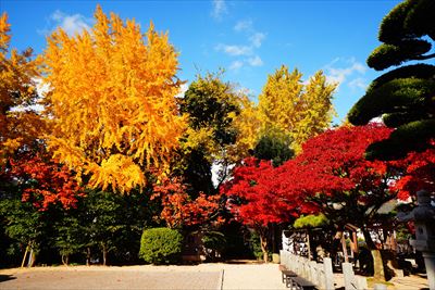 1275_紅葉八幡宮_福岡