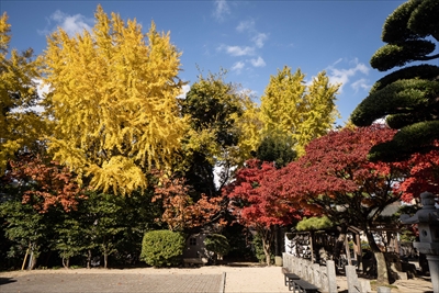 1275_紅葉八幡宮_福岡