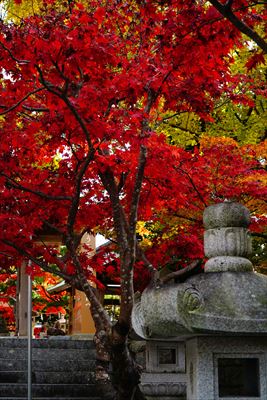 1276_紅葉八幡宮_福岡