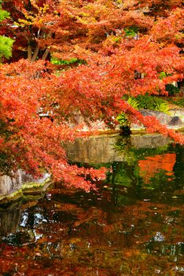 1100_名古屋市徳川園_愛知