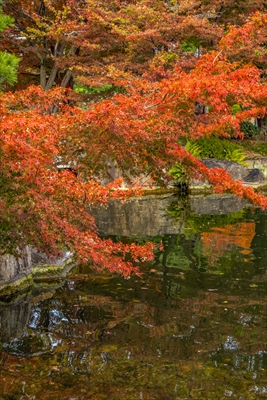 1100_名古屋市徳川園_愛知