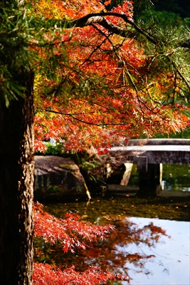 1103_名古屋市徳川園_愛知