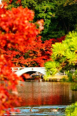 1112_名古屋市徳川園_愛知