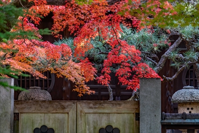 1115_名古屋市徳源寺_愛知