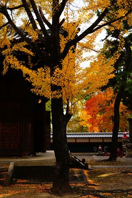 1118_名古屋市徳源寺_愛知