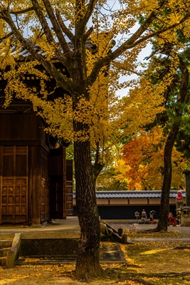 1118_名古屋市徳源寺_愛知