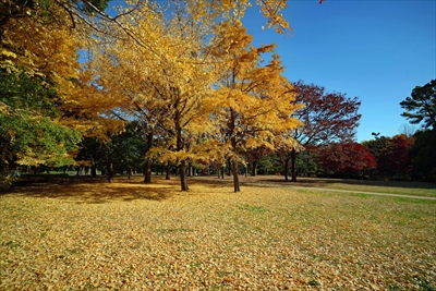 1072_江東区清澄公園_東京