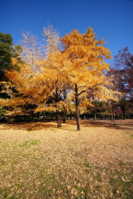 江東区清澄公園_東京