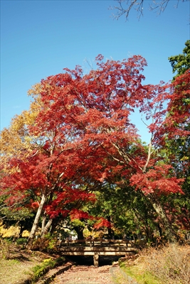 1074_江東区清澄公園_東京