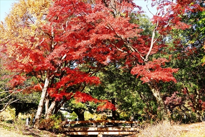 1077_江東区清澄公園_東京