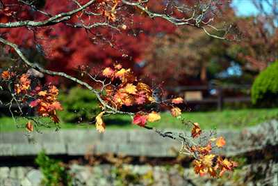 1014_函館五稜郭公園_北海道