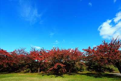 1018_函館五稜郭公園_北海道