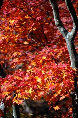 1023_函館五稜郭公園_北海道