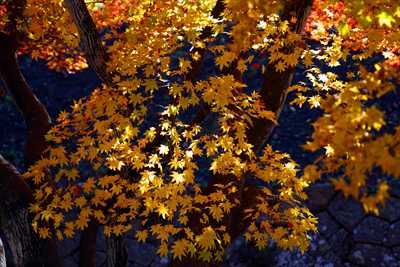 1028_函館五稜郭公園_北海道
