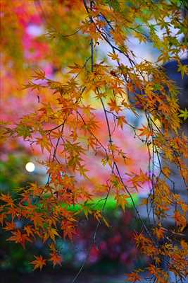 1004_高崎徳明園_群馬