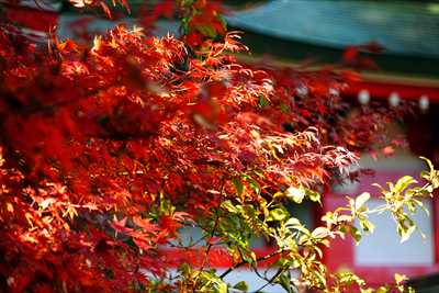 1009_川越八幡宮_埼玉