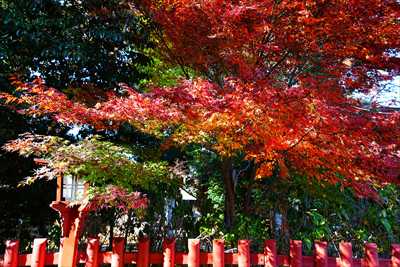 1011_川越八幡宮_埼玉