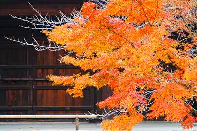 1156_洛中 東寺_京都