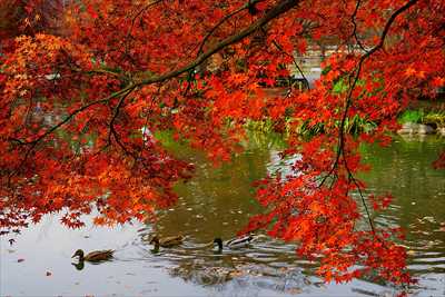 1158_洛中 東寺_京都