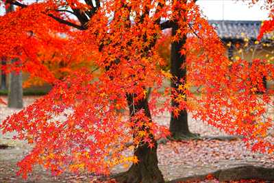 1159_洛中 東寺_京都