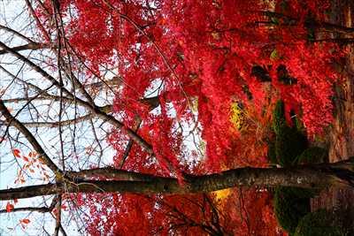 1140_洛中 東寺_京都