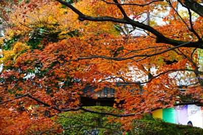 1080_洛東 今熊野観音寺_京都