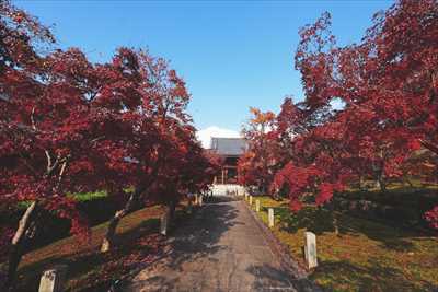 1050_洛東 智積院_京都