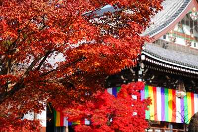 1054_洛東 智積院_京都