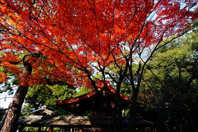 1201_洛東 大谷本廟_京都