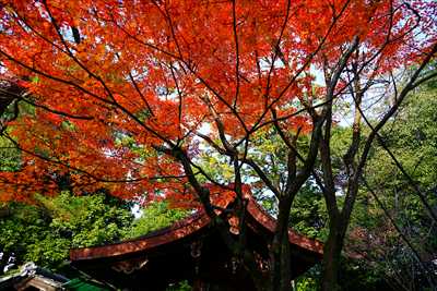 1205_洛東 大谷本廟_京都