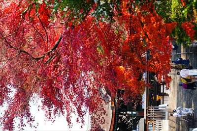 1206_洛東 大谷本廟_京都