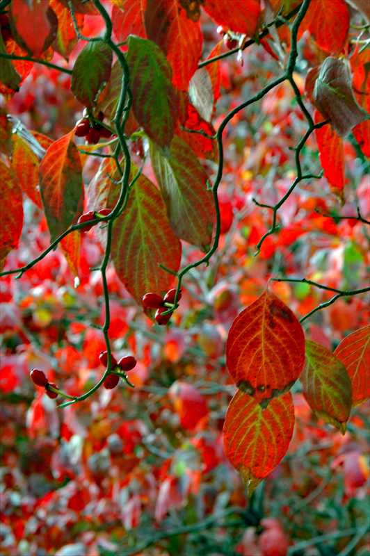 1002_游愁の美_日本