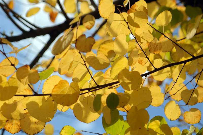 1006_游愁の美_日本