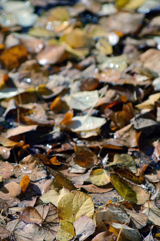 1113_横浜市新羽町_神奈川