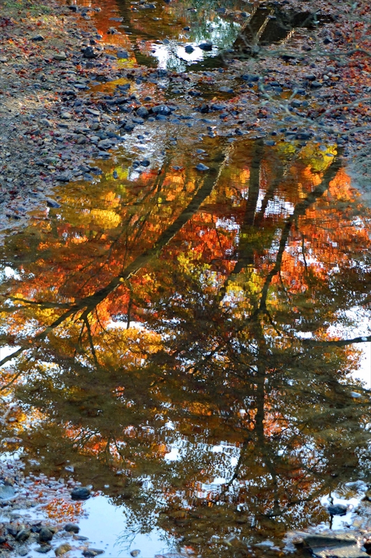 1001_奈良公園_奈良