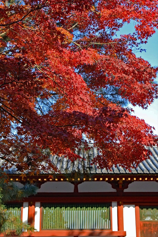 1010_奈良公園_奈良