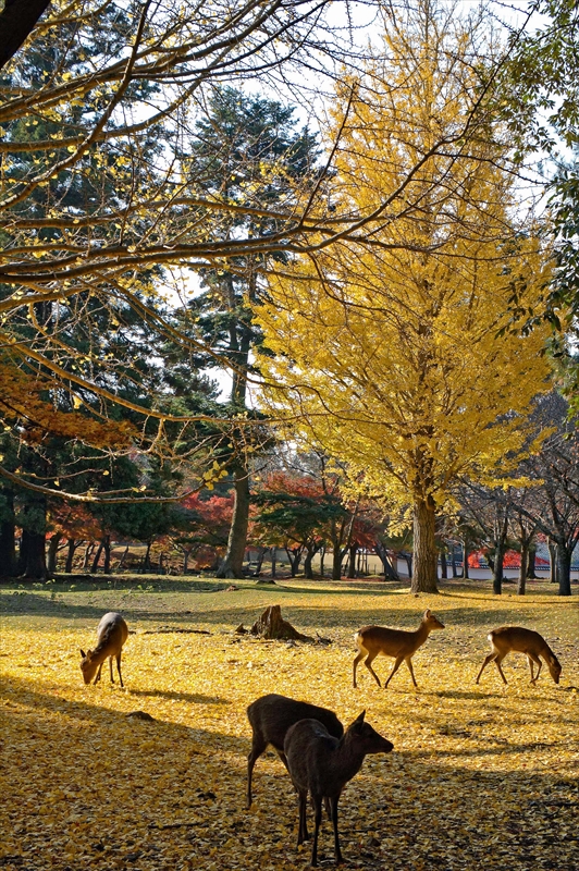1016_奈良公園_奈良