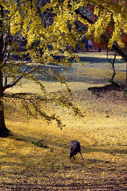 1017_奈良公園_奈良