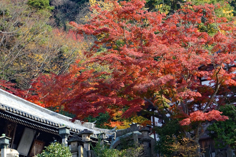 1019_奈良公園_奈良