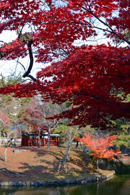 1020_奈良公園_奈良