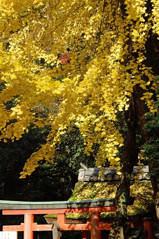 1021_奈良公園_奈良