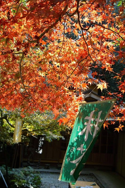 1022_奈良公園_奈良