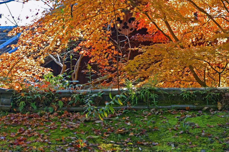 1023_奈良公園_奈良