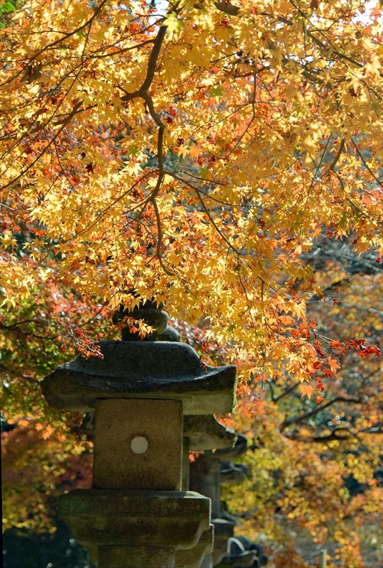 1024_奈良公園_奈良